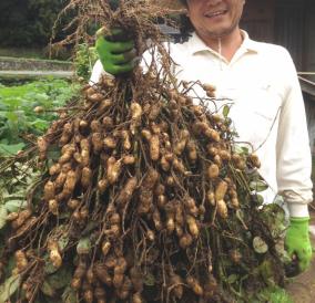 実は今が旬！千葉の名産「落花生」の美味しい食べ方