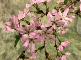 啓翁桜