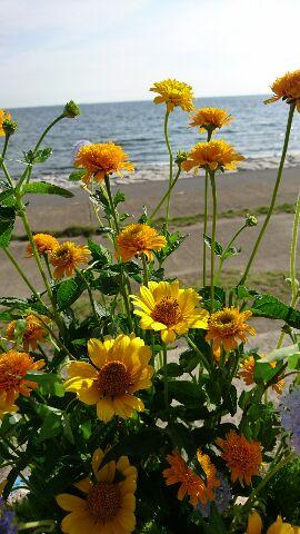 太陽の花「姫ひまわり」