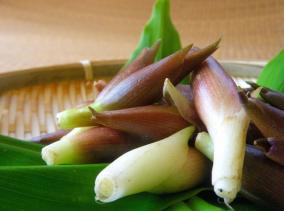 夏の薬味の定番「みょうが」