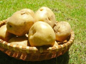 皮ごと丸ごと食べられる！初夏の味覚「新じゃが」